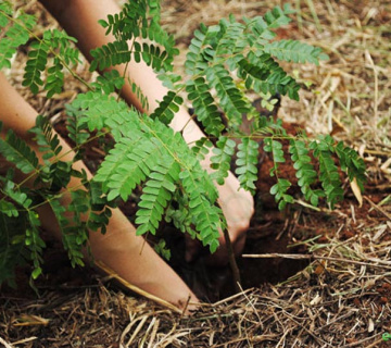 Plantio2019-360x320-1b3fe29daa3bff9896dac3e20c72a65e Environmental Responsibility