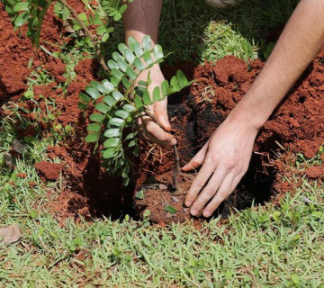 Plantio2019.2-360x320-c186770e208a4a3feefe27d0745f833b Environmental Responsibility