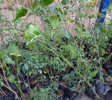 mudas-1-360x320-38b3a8d229268f5aeb4a1281c446d4ae Environmental Responsibility